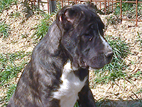 black cane corso  puppy